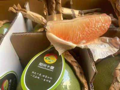 廣西憑祥泰國青皮紅心柚 高性價比的優(yōu)質果品批發(fā)選擇